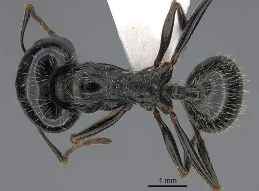 Messor bucephalus specimen CASENT0923729 image casent0923729_1