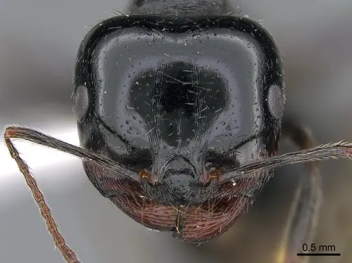 Messor bucephalus specimen CASENT0923729 image casent0923729_2