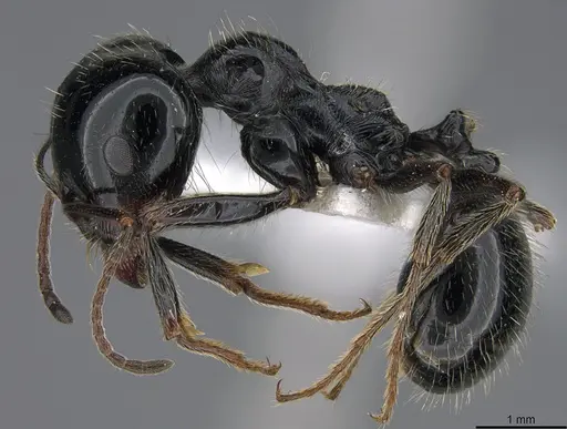Messor bucephalus specimen CASENT0923729 image casent0923729_3