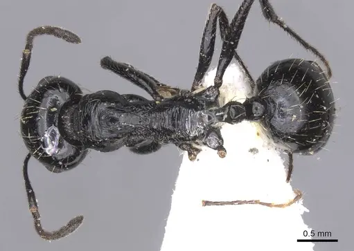 Messor buettikeri specimen CASENT0913165 image casent0913165_1