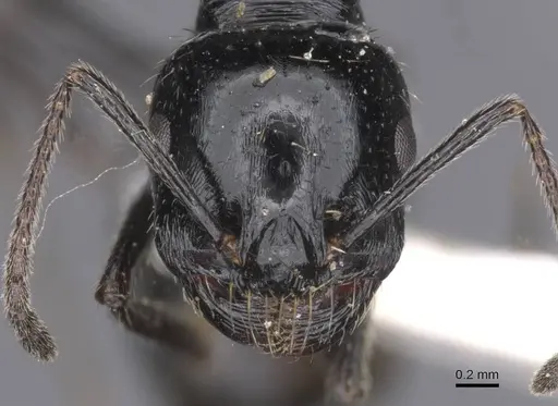 Messor buettikeri specimen CASENT0913165 image casent0913165_2