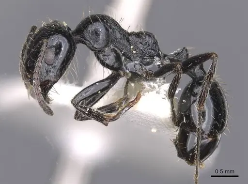 Messor buettikeri specimen CASENT0913165 image casent0913165_3