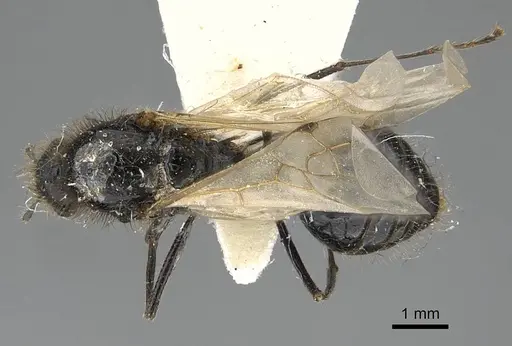 Messor buettikeri specimen CASENT0922337 image casent0922337_1
