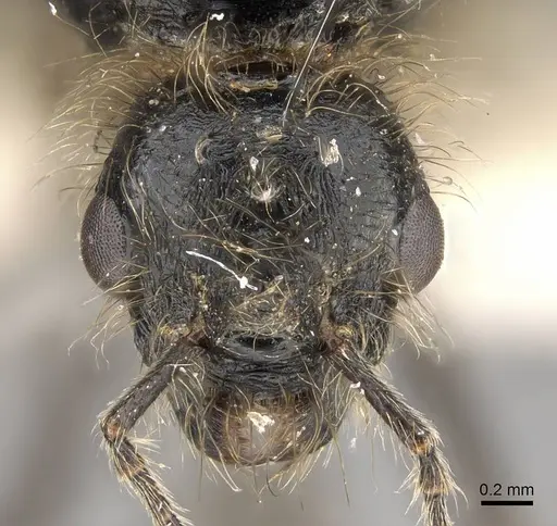 Messor buettikeri specimen CASENT0922337 image casent0922337_2