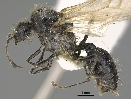 Messor buettikeri specimen CASENT0922337 image casent0922337_3