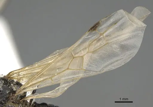 Messor buettikeri specimen CASENT0922337 image casent0922337_4