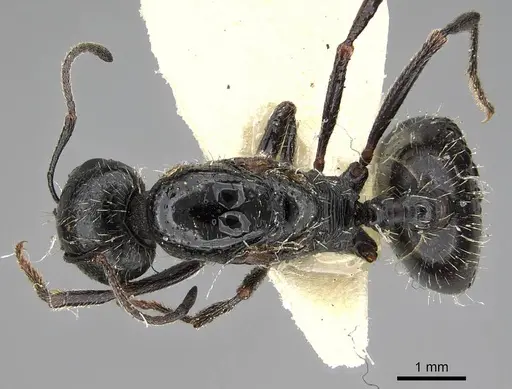 Messor buettikeri specimen CASENT0922338 image casent0922338_1