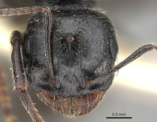 Messor buettikeri specimen CASENT0922338 image casent0922338_2