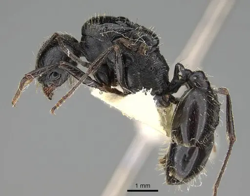 Messor buettikeri specimen CASENT0922338 image casent0922338_3