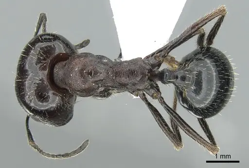 Messor caducus specimen CASENT0906121 image casent0906121_1