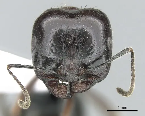 Messor caducus specimen CASENT0906121 image casent0906121_2