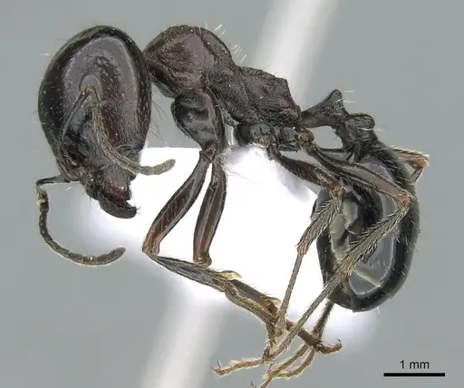 Messor caducus specimen CASENT0906121 image casent0906121_3
