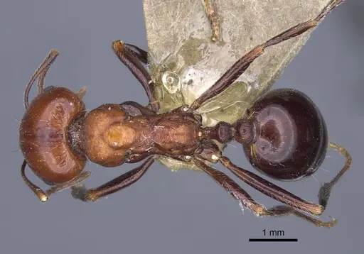 Messor caducus specimen CASENT0916937 image casent0916937_1
