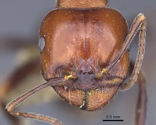 Messor caducus specimen CASENT0916937 image casent0916937_2