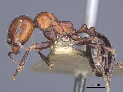 Messor caducus specimen CASENT0916937 image casent0916937_3
