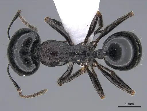 Messor caducus specimen CASENT0923730 image casent0923730_1