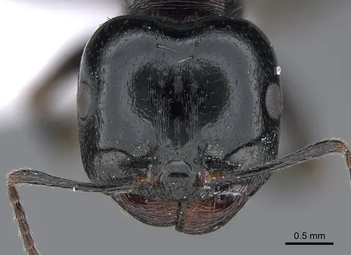 Messor caducus specimen CASENT0923730 image casent0923730_2