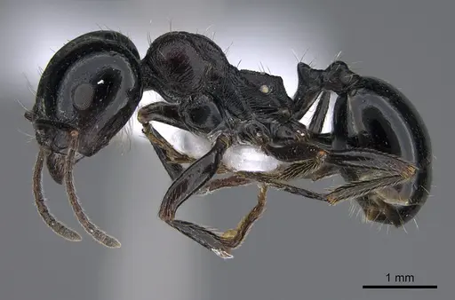 Messor caducus specimen CASENT0923730 image casent0923730_3