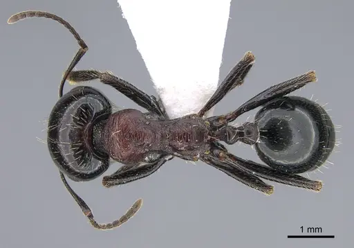 Messor caducus specimen CASENT0923731 image casent0923731_1