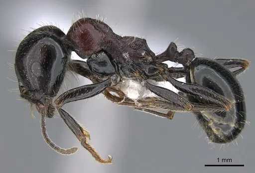 Messor caducus specimen CASENT0923731 image casent0923731_3