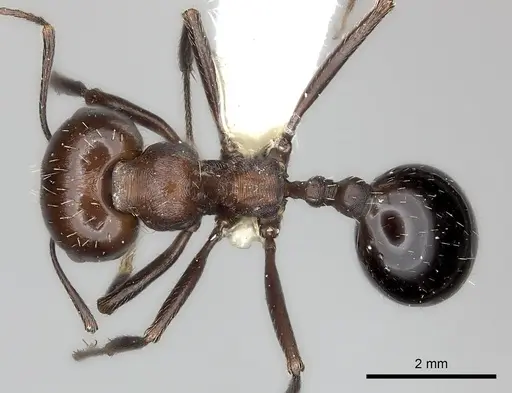Messor capensis specimen CASENT0217867 image casent0217867_1