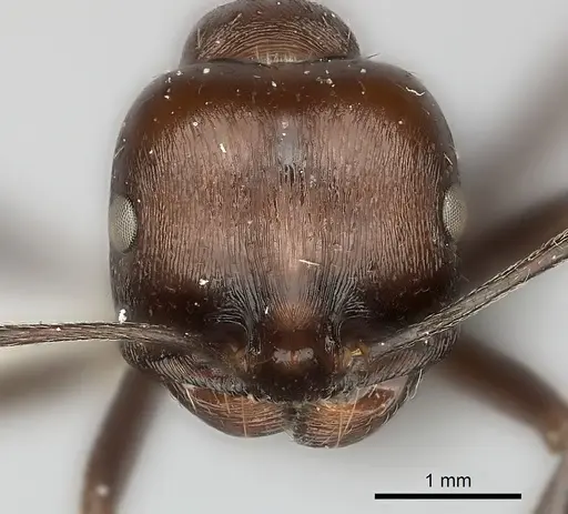 Messor capensis specimen CASENT0217867 image casent0217867_2