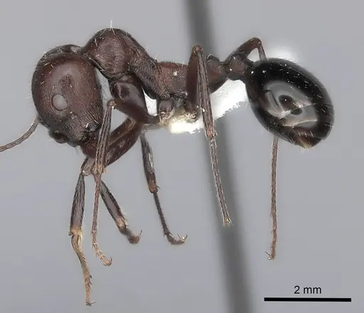 Messor capensis specimen CASENT0217867 image casent0217867_3