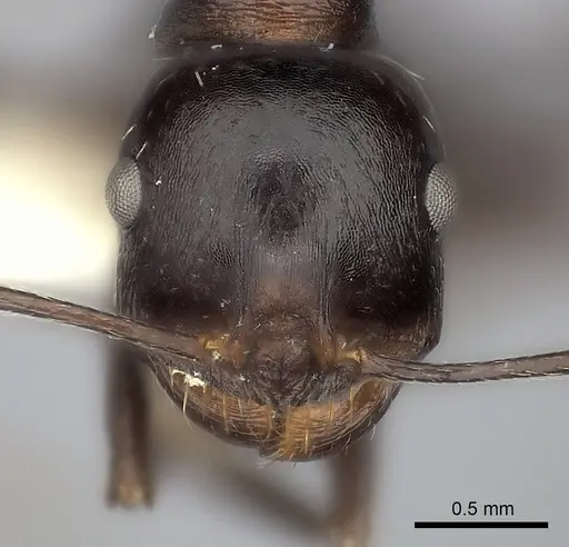 Messor capensis specimen CASENT0217868 image casent0217868_2