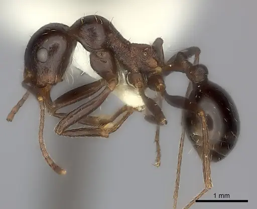 Messor capensis specimen CASENT0217868 image casent0217868_3