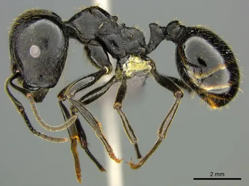 Messor capensis specimen CASENT0258780 image casent0258780_1