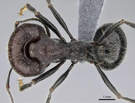 Messor capensis specimen CASENT0785801 image casent0785801_1
