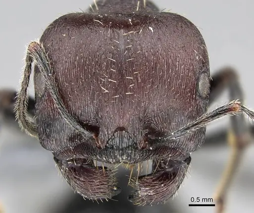 Messor capensis specimen CASENT0785801 image casent0785801_2