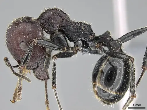 Messor capensis specimen CASENT0785801 image casent0785801_3