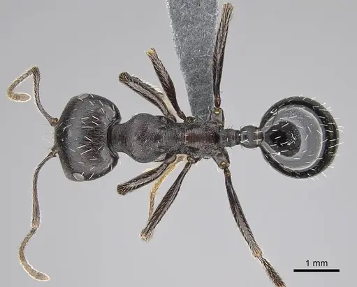 Messor capensis specimen CASENT0787948 image casent0787948_1