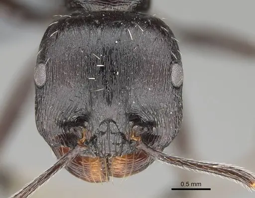 Messor capensis specimen CASENT0787948 image casent0787948_2