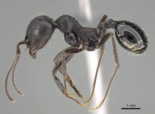 Messor capensis specimen CASENT0787948 image casent0787948_3