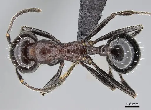 Messor capensis specimen CASENT0822226 image casent0822226_1