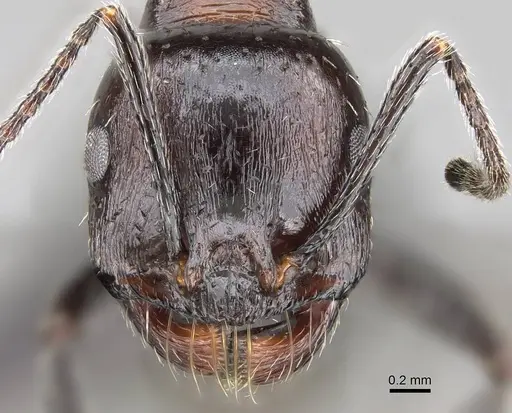 Messor capensis specimen CASENT0822226 image casent0822226_2