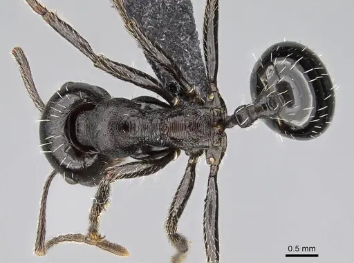 Messor capensis specimen CASENT0822232 image casent0822232_1