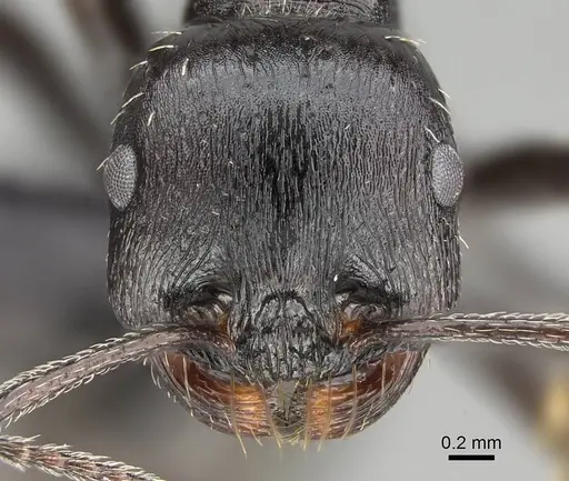 Messor capensis specimen CASENT0822232 image casent0822232_2