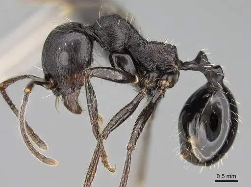 Messor capensis specimen CASENT0822232 image casent0822232_3