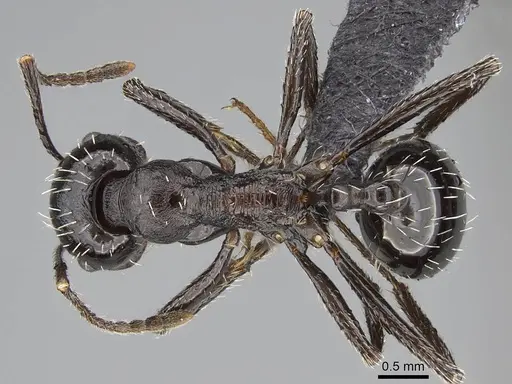 Messor capensis specimen CASENT0822233 image casent0822233_1