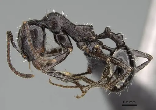 Messor capensis specimen CASENT0822233 image casent0822233_4