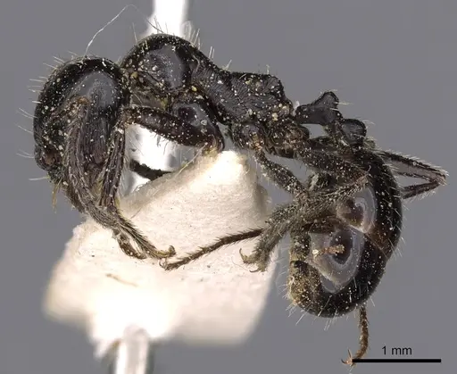 Messor capensis specimen CASENT0900466 image casent0900466_3