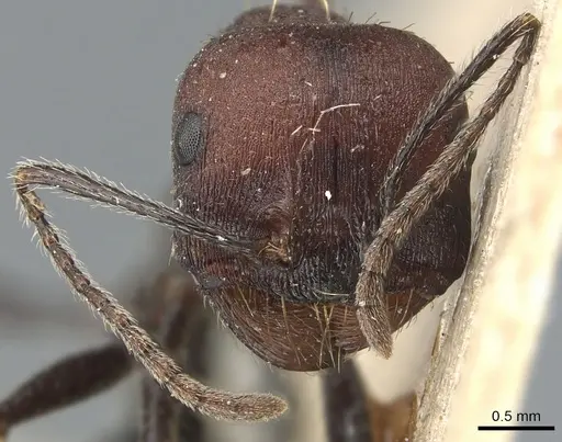 Messor capensis specimen CASENT0904139 image casent0904139_2