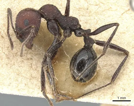 Messor capensis specimen CASENT0904139 image casent0904139_3