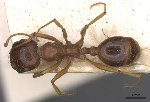 Messor capensis specimen CASENT0907742 image casent0907742_1