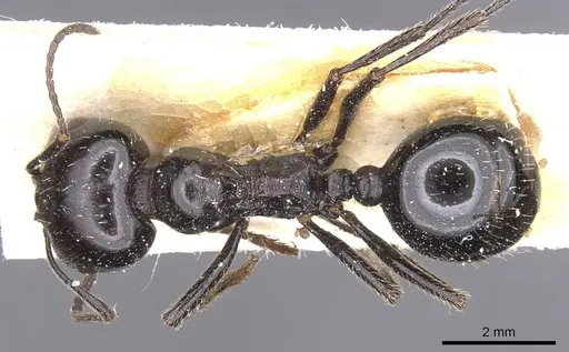 Messor capensis specimen CASENT0913166 image casent0913166_1
