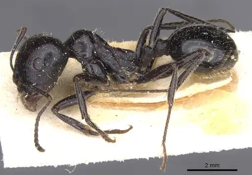 Messor capensis specimen CASENT0913166 image casent0913166_3