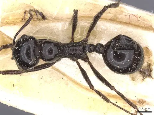 Messor capensis specimen CASENT0913167 image casent0913167_1